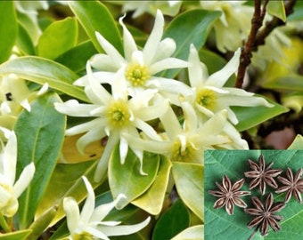 Illicium Verum 20 Seeds, Fragrant Chinese Star Anise Shrub Tree Badian Spice