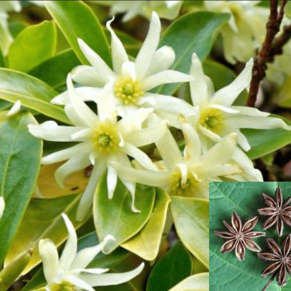 Illicium Verum 20 Seeds, Fragrant Chinese Star Anise Shrub Tree Badian Spice