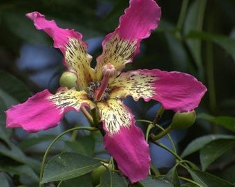 May include: A pink flower with yellow and black markings. The flower has five petals and is in bloom. The flower is surrounded by green leaves.