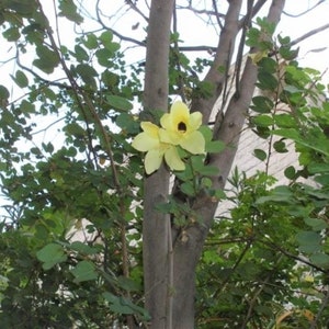 Bauhinia Tomentosa 15 Seeds, Yellow Bell Small Orchid Tree Shrub, St Thomas image 2