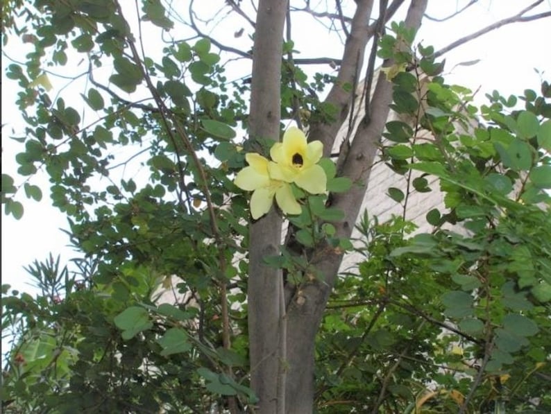 Bauhinia Tomentosa 15 Seeds, Yellow Bell Small Orchid Tree Shrub, St Thomas image 2