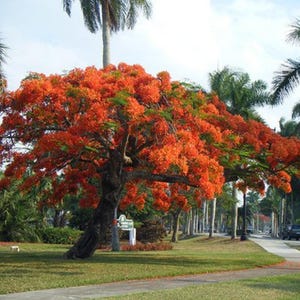 Delonix Regia Tree 10 Seeds, Red Royal Flowering Poinciana, Garden Landscaping