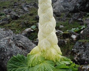 betel plant online Betel Leaf Plant