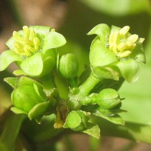 May include: Close-up of a cluster of small, green, star-shaped flowers with yellow centers. The flowers are in various stages of bloom, with some fully open and others still closed.