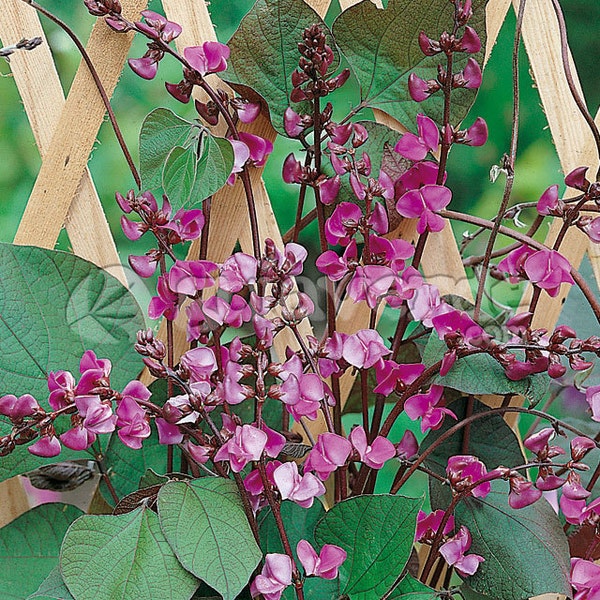 Lablab Purpureus 10 Seeds, Hyacinth Bean, Dolichos Perennial Edible Vine