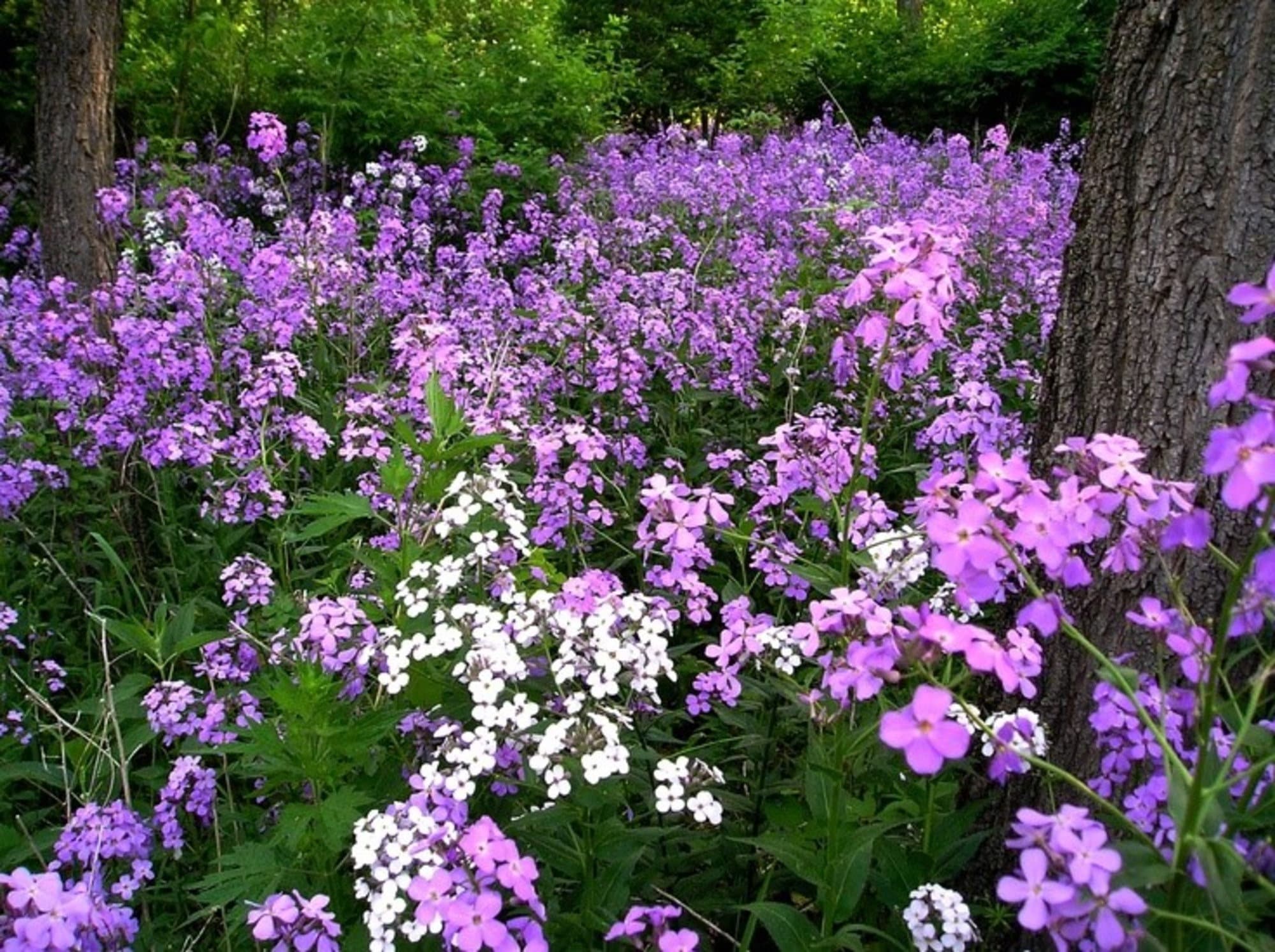 Hesperis Matronalis 300 Seeds, Fragrant Purple Dames Rocket