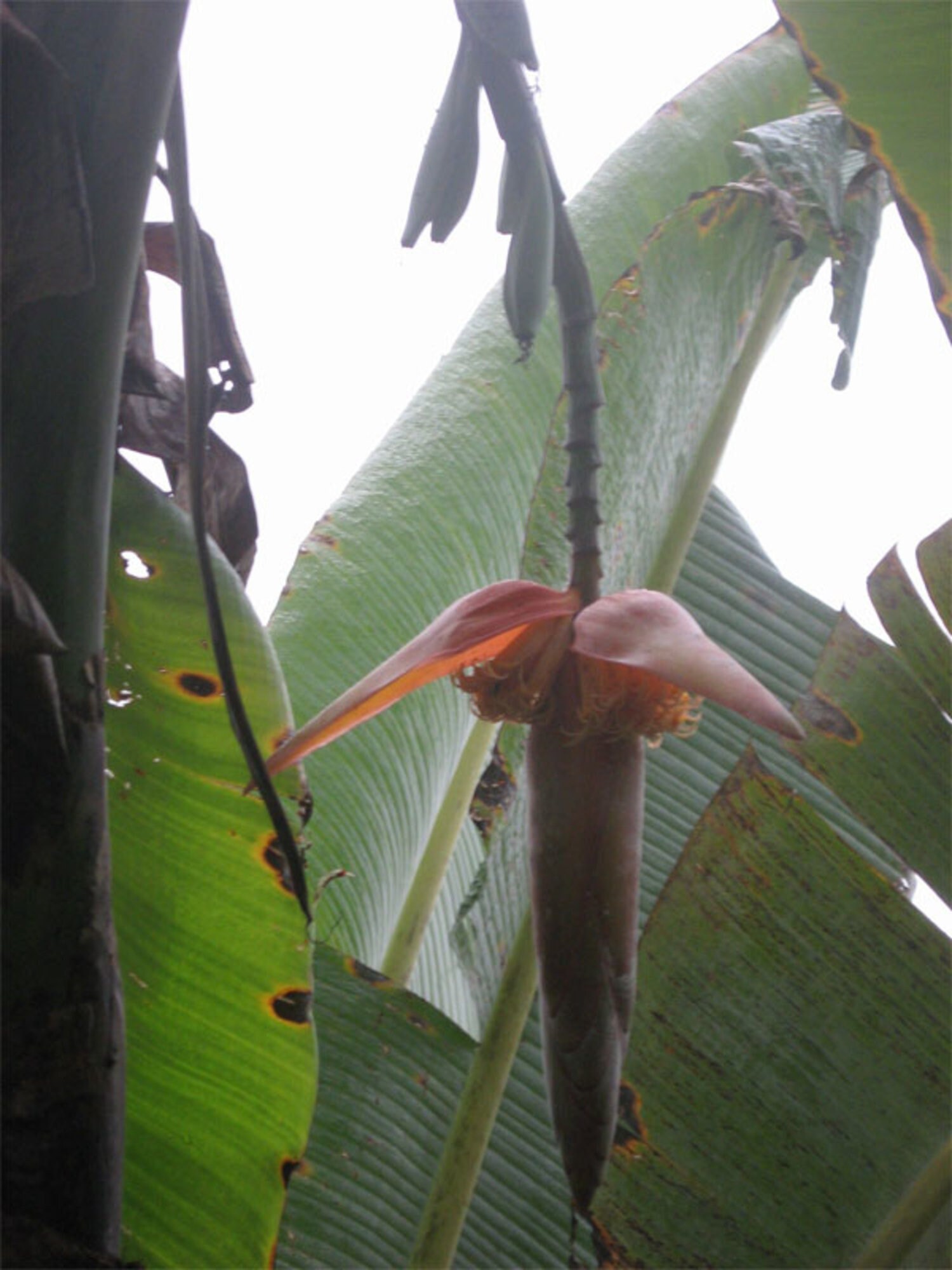 Musa Nagensium 5 Seeds, Large Eastern Himalayan Banana Fruit - Etsy