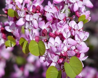 Cercis Occidentalis 25 Seeds, Western Redbud Cold Hardy Shrub Or Ornamental Tree