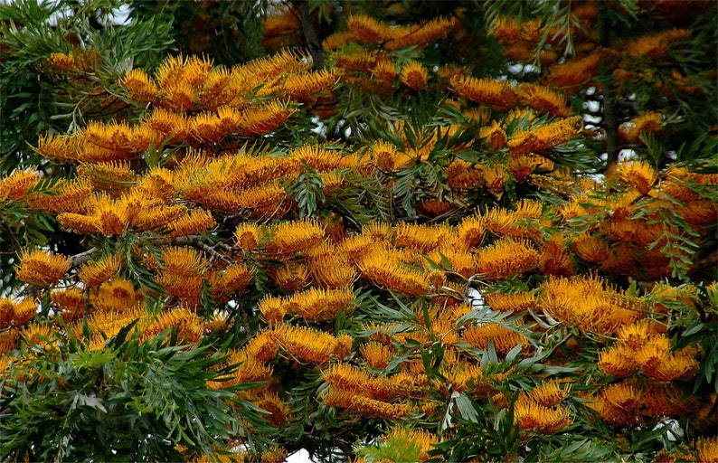 Grevillea Robusta, Southern Silky Oak, Australian Silver Oak Flowering Tree 10 Seeds, Garden Evergreen Landscape image 5