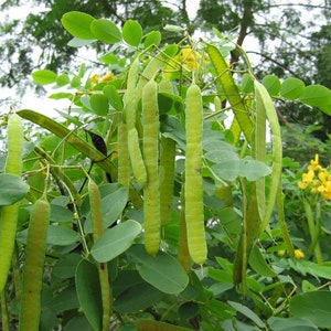 Cassia Glauca 20 Seeds, Scrambled Egg Shrub Tree Bush Senna Surattensis image 6