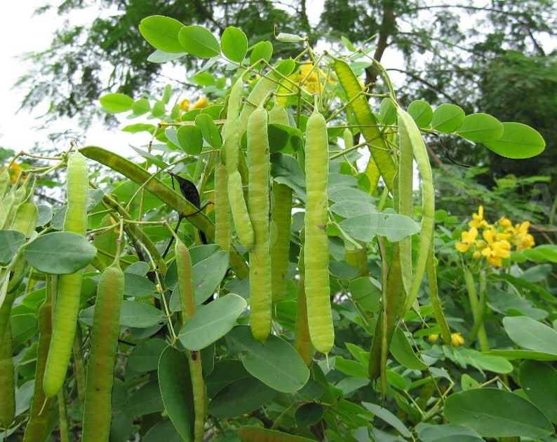 Cassia Glauca 20 Seeds, Scrambled Egg Shrub Tree Bush Senna Surattensis image 6