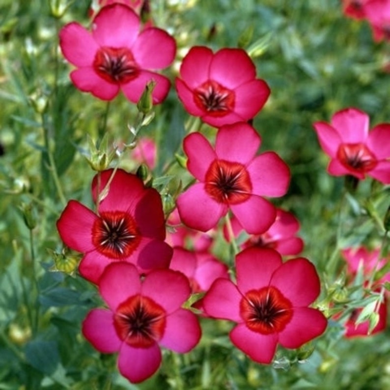 The Plant Attraction Linum Grandiflorum Rubrum Seeds - Thumbnail 3