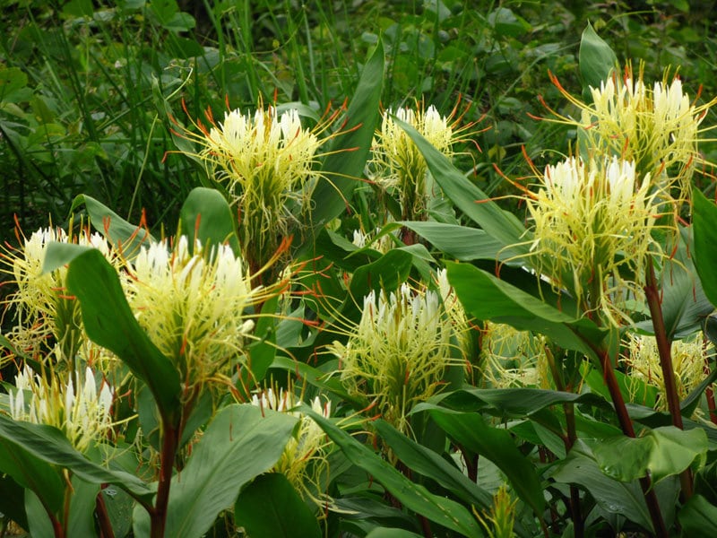 Hedychium Ellipticum 8 Seeds, Shaving Brush Garden Ginger