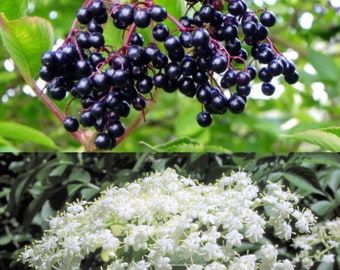 Sambucus Canadensis 50 Seeds, American Elderberry Cold Hardy Herb