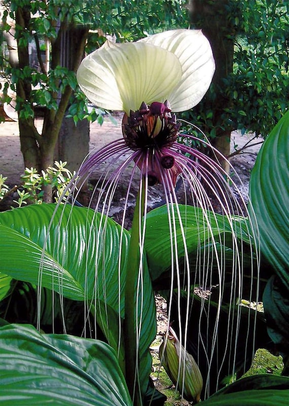 Tacca chantrieri NIVEA White Bat Flower 10 seeds FREE SHIP