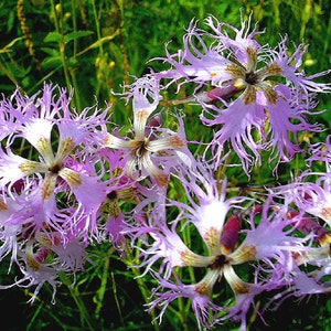 May include: A cluster of pink and white fringed flowers with a delicate, feathery texture. The flowers have a white center with brown accents.