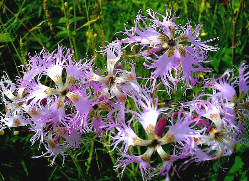 May include: A cluster of pink and white fringed flowers with a delicate, feathery texture. The flowers have a white center with brown accents.