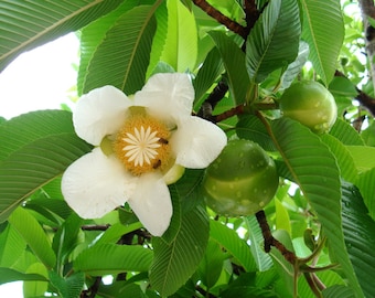 Dillenia Indica 15 Seeds, Elephant Apple Edible Fruit Shrub Tree, Fragrant Chulta