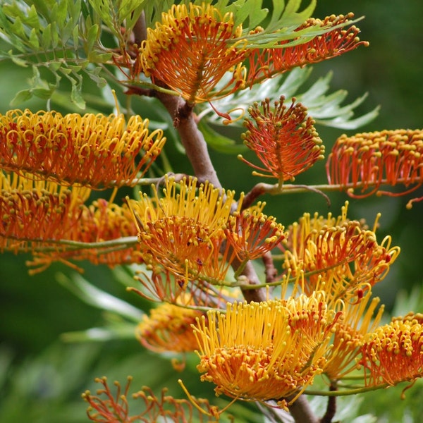 Grevillea Robusta, Southern Silky Oak, Australian Silver Oak Flowering Tree 10 Seeds, Garden Evergreen Landscape