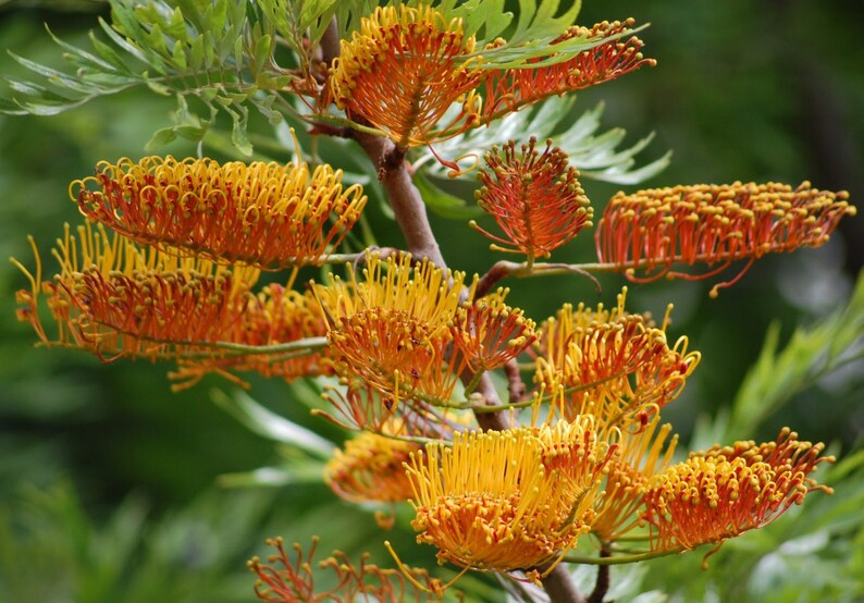 Grevillea Robusta, Southern Silky Oak, Australian Silver Oak Flowering Tree 10 Seeds, Garden Evergreen Landscape image 1