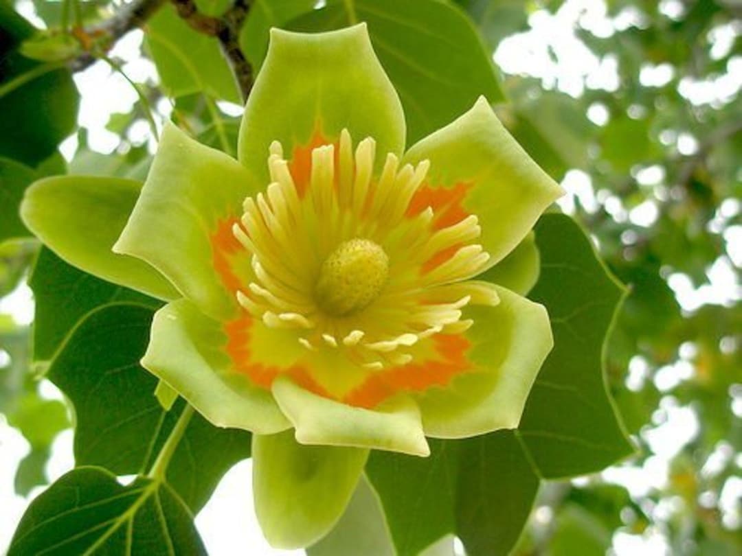 Liriodendron Tulipifera 10 Seeds, Tulip Poplar Tree, Cold Hardy Northern  Flowers - Etsy