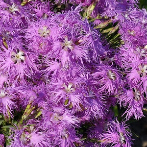 May include: A close-up of a cluster of vibrant purple flowers with feathery petals. The flowers are in full bloom and create a dense, colorful display.