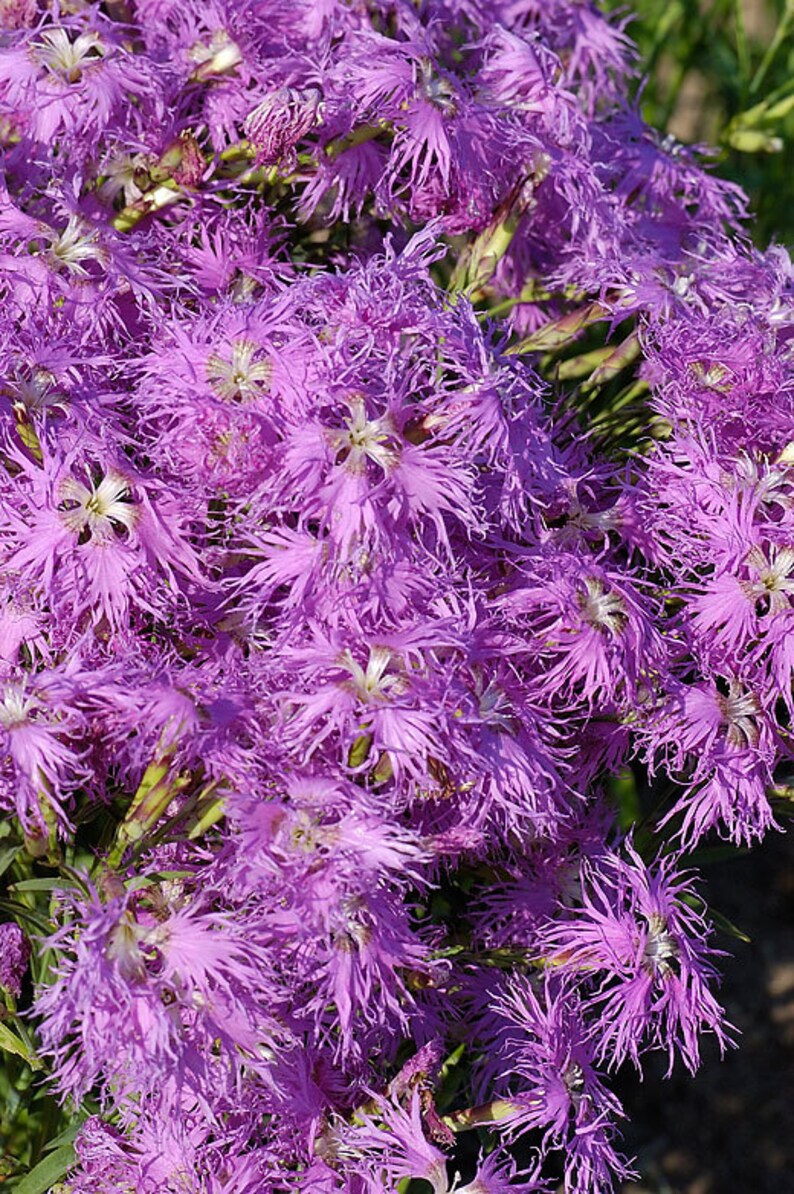 May include: A close-up of a cluster of vibrant purple flowers with feathery petals. The flowers are in full bloom and create a dense, colorful display.
