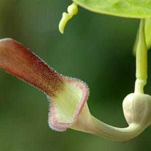 Aristolochia Tagala Vine 10 Seeds, Indian Birthwort, Dutchman&#39;s Pipe Garden Flowers