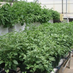 May include: A greenhouse filled with rows of green plants growing in white fabric pots. The plants are all the same type and are growing in a hydroponic system.