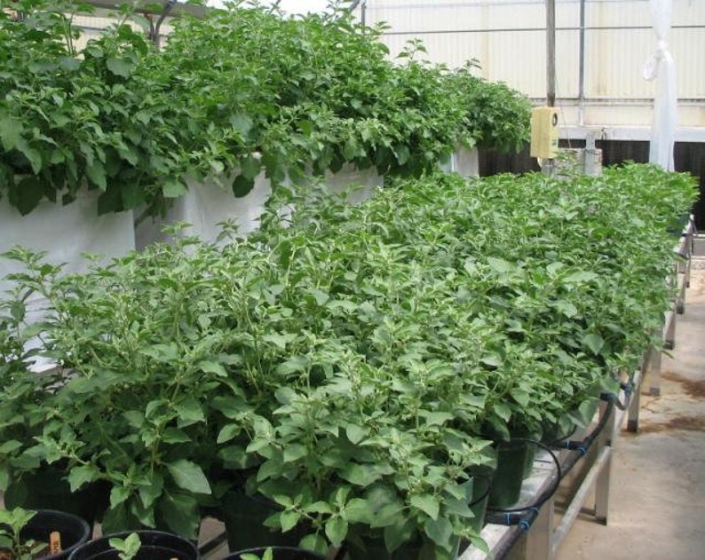 May include: A greenhouse filled with rows of green plants growing in white fabric pots. The plants are all the same type and are growing in a hydroponic system.