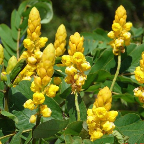 Cassia Alata Candlestick Golden Shrub Or Tree, 30 Seeds, Perennial Garden Bush