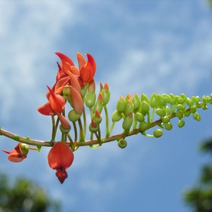 Strongylodon Siderospermus Very Rare Jade Vine Seed, A Protected Species Garden Creeper Climber image 3