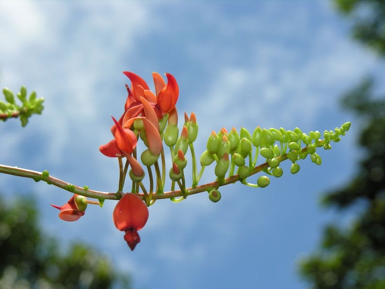 Strongylodon Siderospermus Very Rare Jade Vine Seed, A Protected Species Garden Creeper Climber image 3