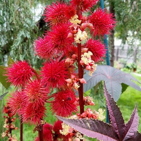 Ricinus Communis 10 Seeds, Castor Oil Bean Shrub Bush Hedge, Ornamental