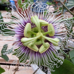 Passiflora Edulis Golden Giant Vine 10 Seeds, Perennial Passion Fruit Garden Climber Plants