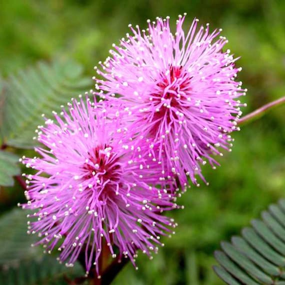Mimosa Pudica 50 Seeds, the Sensitive Plant, Touch Me Not Herb
