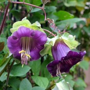 Cobaea Scandens Vine 10 Seeds, Garden Plants, Cathedral Bells, Cup & Saucer Climber image 2