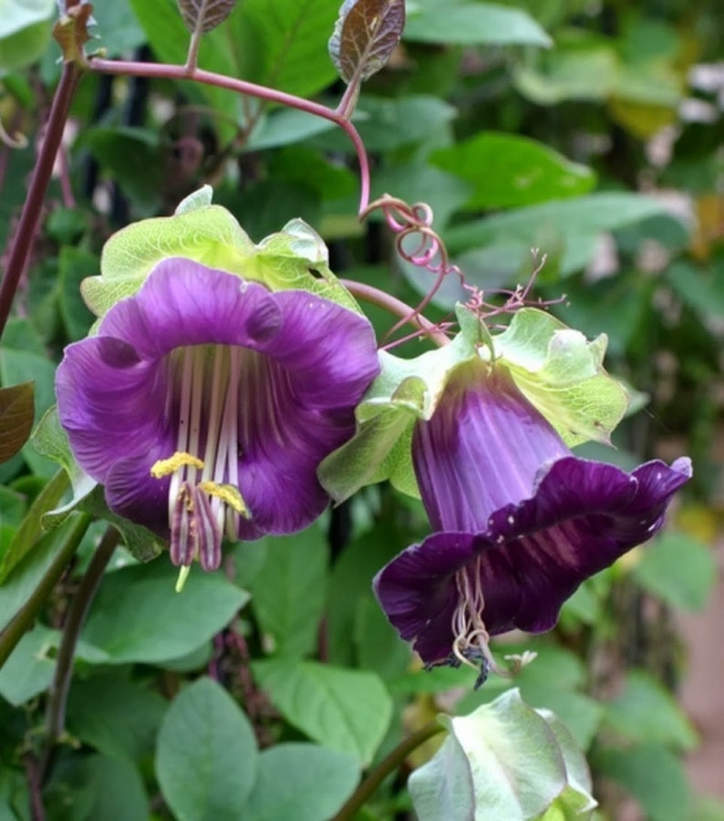 Cobaea Scandens Vine 10 Seeds, Garden Plants, Cathedral Bells, Cup & Saucer Climber image 2