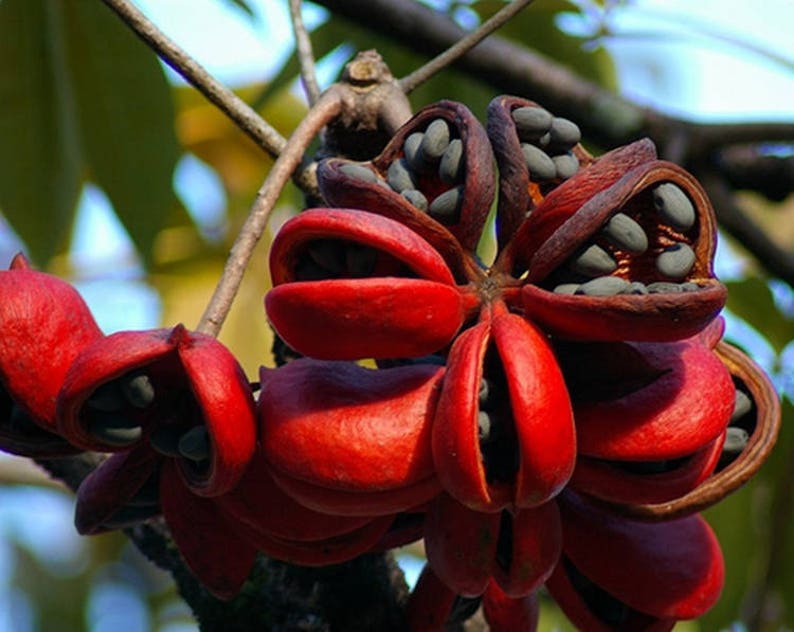 Sterculia Foetida Tree 5 Seeds, Java Olive, Wild Indian Almond, Multi Purpose Peon image 1