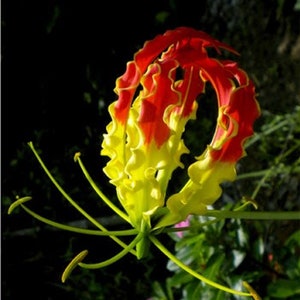 Gloriosa Superba Glory Vine 10 Seeds, Climbing Flame Lily Garden Flowers image 3