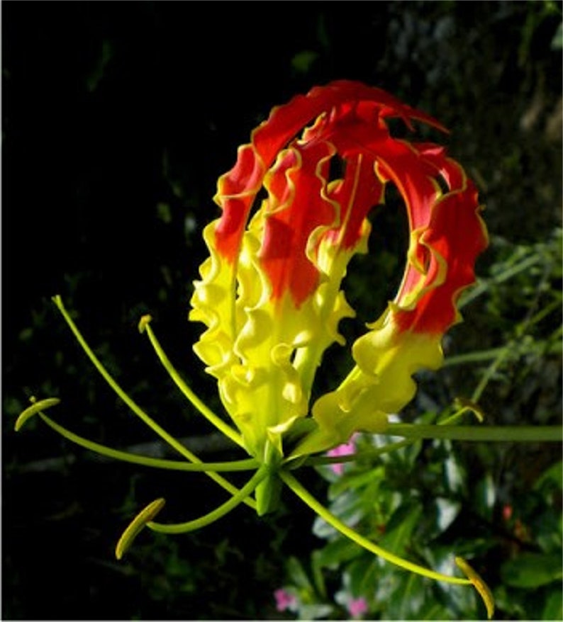 Gloriosa Superba Glory Vine 10 Seeds, Climbing Flame Lily Garden Flowers image 3