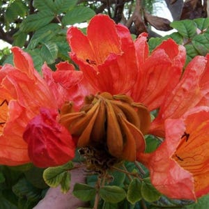 Spathodea Campanulata African Tulip Flowering Tree 50 Seeds, Tropical Garden
