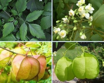 Cardiospermum Halicacabum 15 Seeds, Balloon Vine Love In A Puff