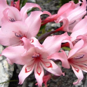 Gladiolus Carneus 8 Seeds, African Painted Lady Flowers, Garden Plants