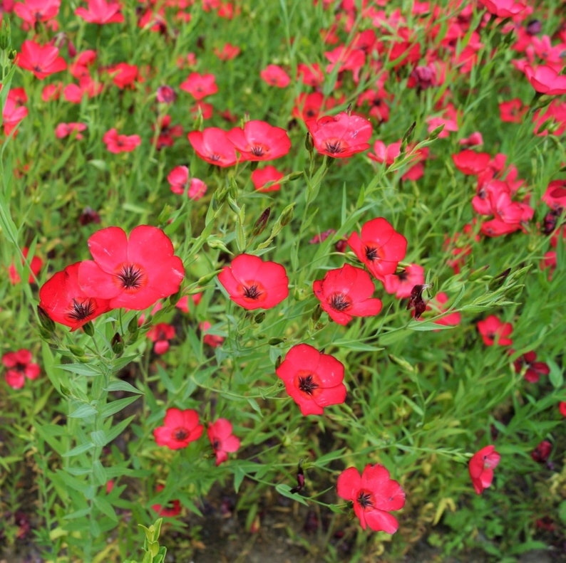 The Plant Attraction Linum Grandiflorum Rubrum Seeds