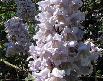 May include: A close-up of a tree with clusters of pale lavender flowers. The flowers are bell-shaped and have a delicate, ruffled texture. The tree branches are visible in the background.