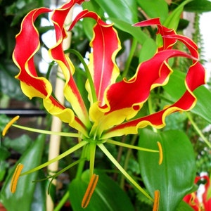 Gloriosa Superba Glory Vine 10 Seeds, Climbing Flame Lily Garden Flowers image 2