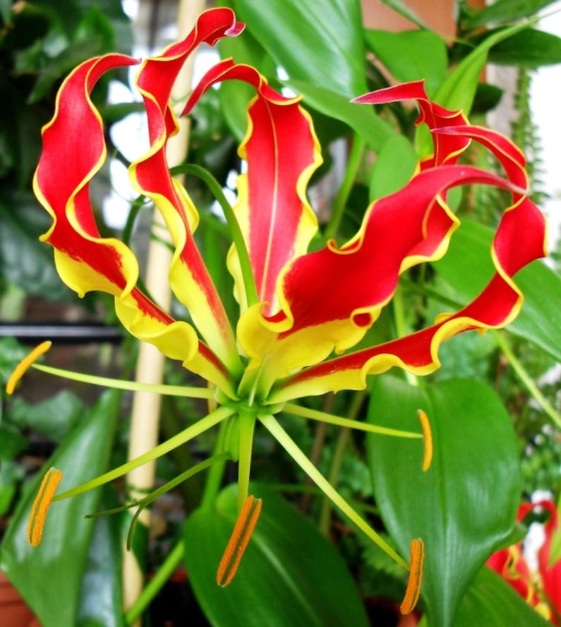 Gloriosa Superba Glory Vine 10 Seeds, Climbing Flame Lily Garden Flowers image 2