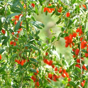 Lycium Barbarum .5 (half) Gram of Seeds, Goji Berry Wolfberry Fruit ...
