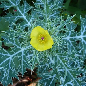 Argemone Mexicana 25 Seeds, Mexican Yellow Prickly Poppy Perennial Herb image 2